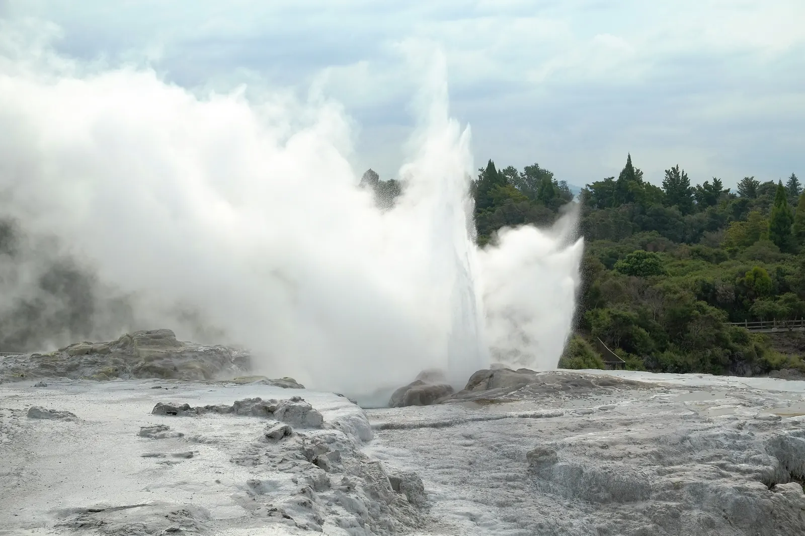 Pōhutu Geyser sender en høj hvid dampstråle op over lyse sinterterrasser ved Whakarewarewa